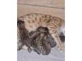 savannah-maciatka-f5-small-0