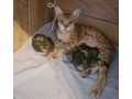 savannah-maciatka-f5-small-2