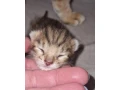 savannah-maciatka-f5-small-1