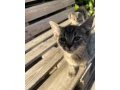 darujem-macicky-small-2