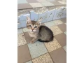 darujem-macicky-small-1