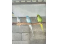 predam-alexander-maly-small-1