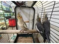 predam-korely-small-1