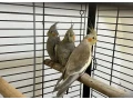 predam-korely-small-0
