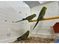 predam-anudlky-small-0