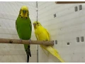 predam-anudlky-small-2