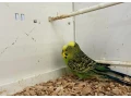 predam-anudlky-small-1