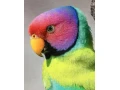 alexander-cervenohlavy-small-0