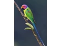 alexander-cervenohlavy-small-1