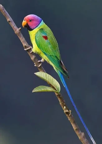 alexander-cervenohlavy-big-1