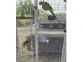 chovny-par-alexander-maly-recesivna-straka-small-4