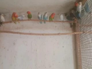 papagaje