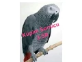 kupim-samicu-zako-kongo-small-0
