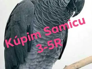 kupim-samicu-zako-kongo