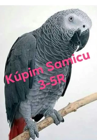kupim-samicu-zako-kongo-big-0