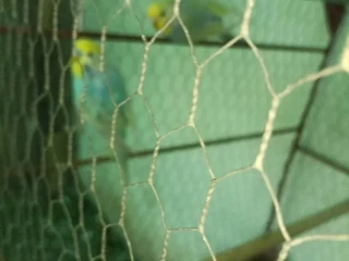 andulky