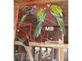 predam-rozely-small-2