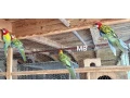 predam-rozely-small-1
