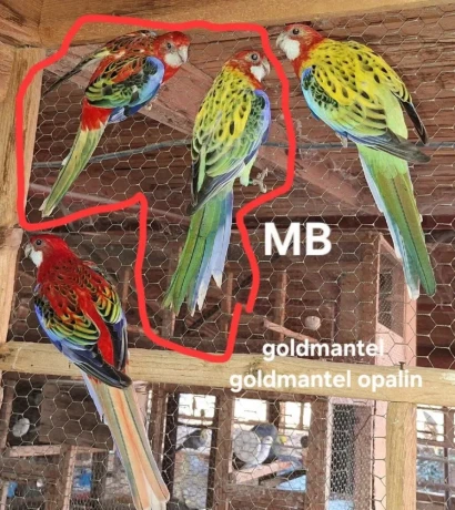 predam-rozely-big-2