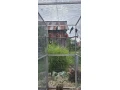 rozela-zltolica-small-0
