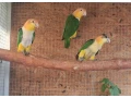 amazonik-bielobruchy-small-2