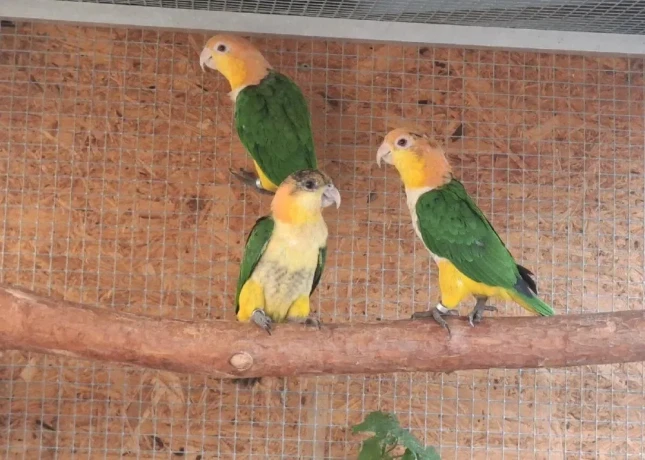 amazonik-bielobruchy-big-3
