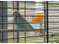 andulky-s-klietkou-small-3