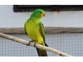 cervenokridly-small-0