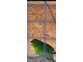 kakarik-small-0