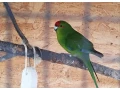 kakarik-small-2