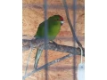 kakarik-small-1