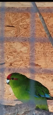 kakarik-big-0
