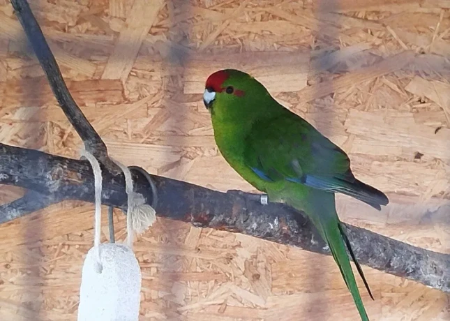 kakarik-big-2