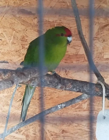 kakarik-big-1