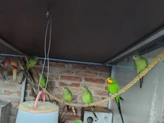 rozeli-a-baraband