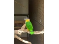 amazonik-ciernotemenny-small-0