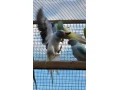 alexander-maly-opaline-hch-0325-small-2