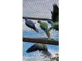 alexander-maly-opaline-hch-0325-small-4