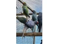 alexander-maly-opaline-hch-0325-small-1