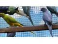 alexander-maly-opaline-hch-0325-small-3