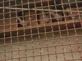 hrdlicky
