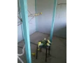 kanariky-small-2