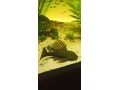 luteus-pase-1-pleco-small-1