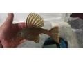 luteus-pase-1-pleco-small-2