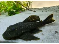 luteus-pase-1-pleco-small-0
