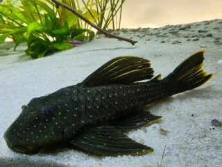 luteus-pase-1-pleco