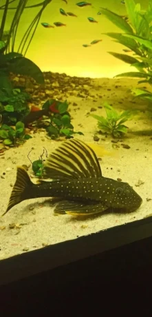 luteus-pase-1-pleco-big-1
