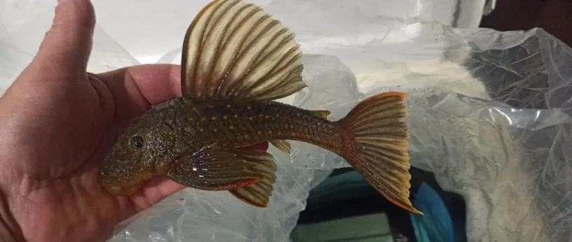 luteus-pase-1-pleco-big-2