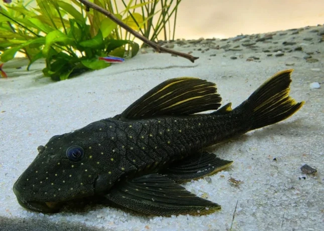 luteus-pase-1-pleco-big-0
