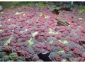 phyllanthus-fluitans-small-1